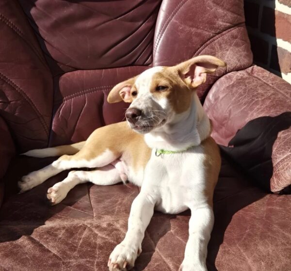 Kadu (4 maanden) in Nederland