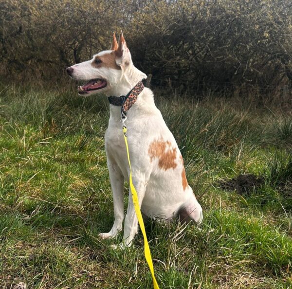 Kaas 8 jaar in Nederland