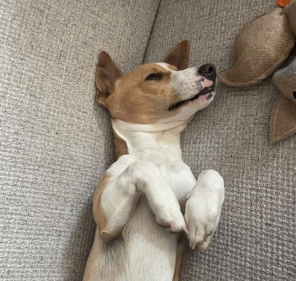 Sjakie